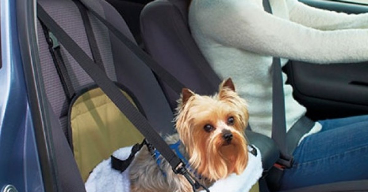 Autós biztonsági kutya-cica ülés