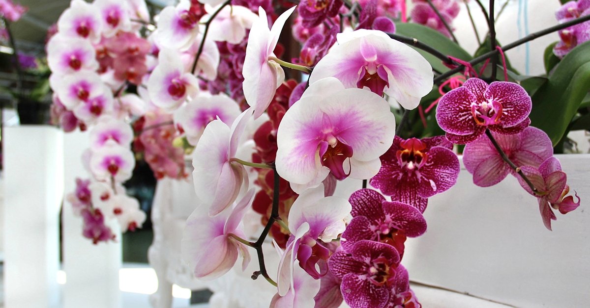 Orchideák bűvöletében