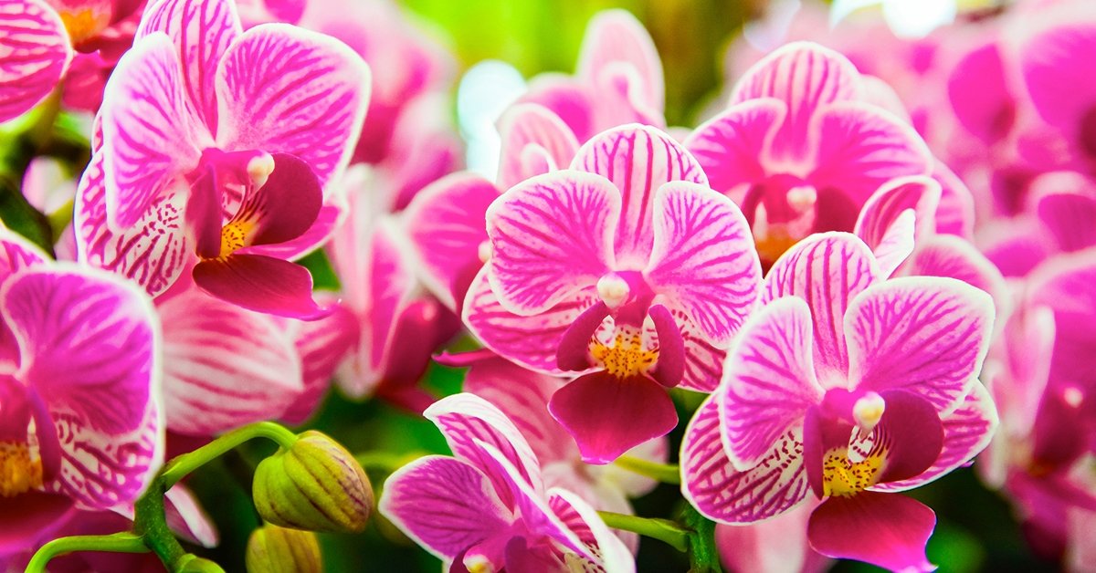 Orchideafarm és Energia Park