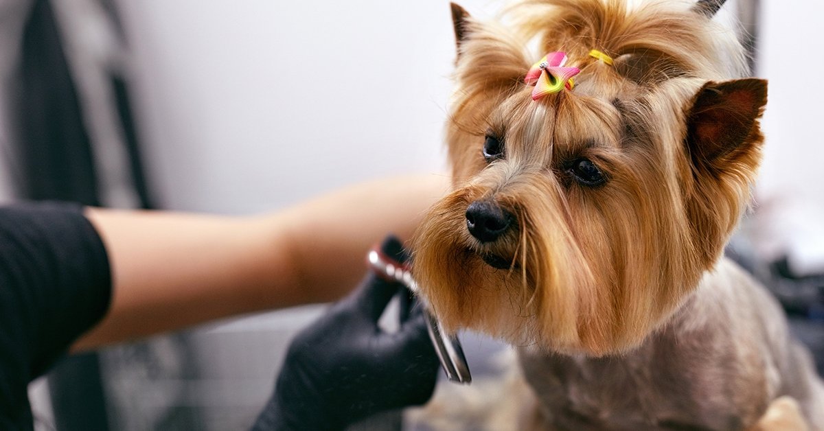 Kutyakozmetikai kezelés