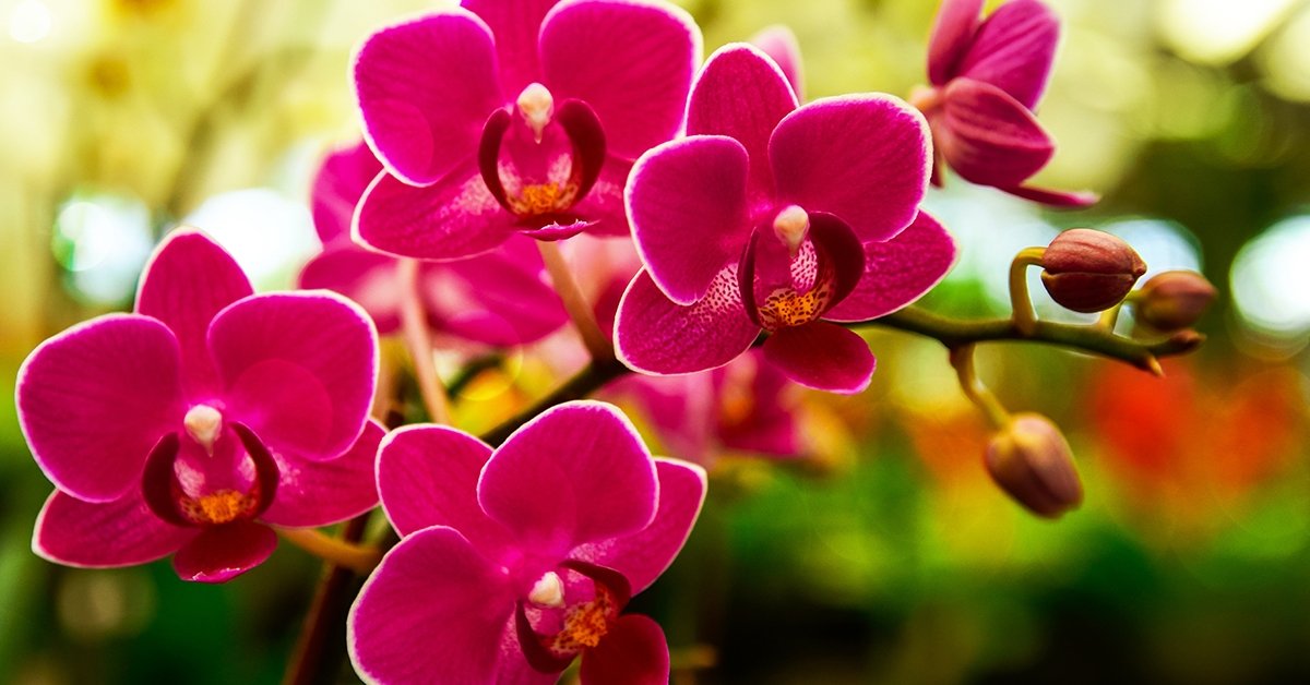 Utazás az orchideák földjére