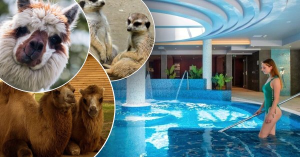 Páros wellness Siófokon állatpark belépővel és tevegeléssel