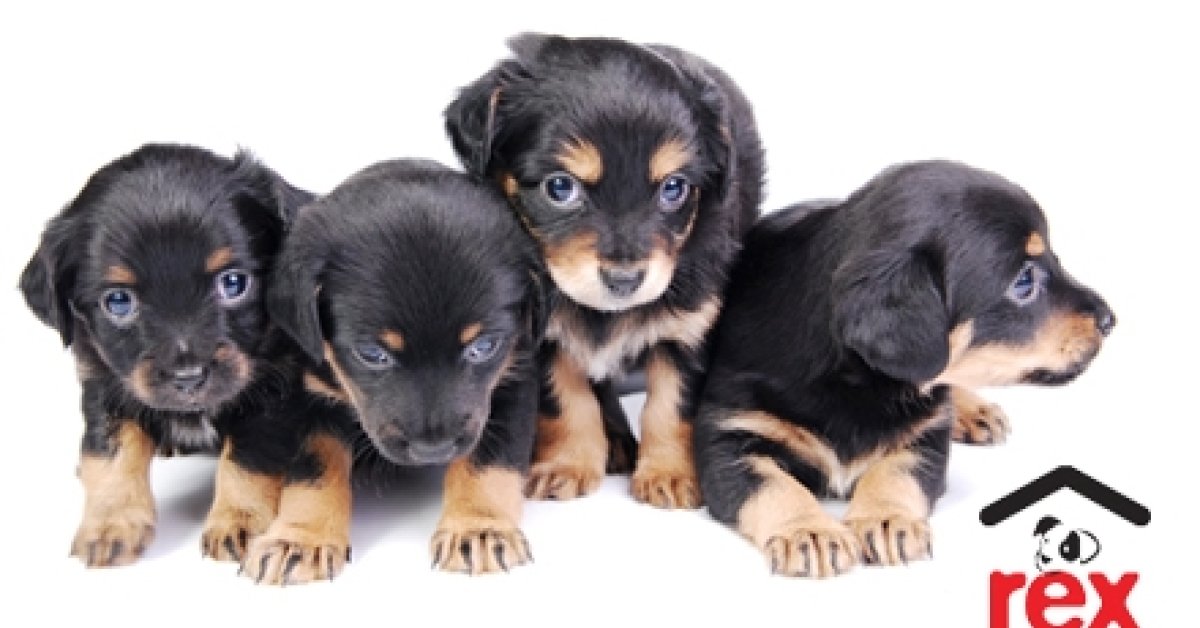Kezdd az új évet egy jó cselekedettel: segítsd az elesett kutyákat 100 Ft-tal, és a Brigád megtoldja az adományodat további 100 Ft-tal a Rex Kutyaotthon Alapítvány javára (50%-os kedvezmény)