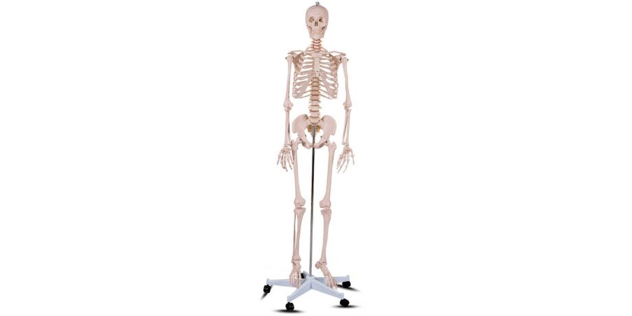 Timeless Tools Anatómiai csontváz modell állvánnyal